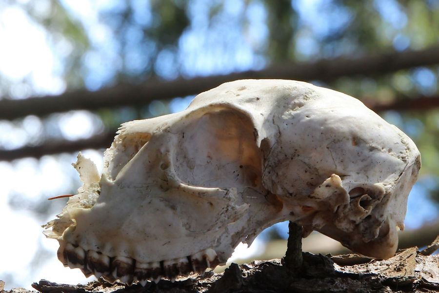 Schädel im Wald